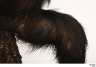 Chimpanzee Bonobo leg 0003.jpg